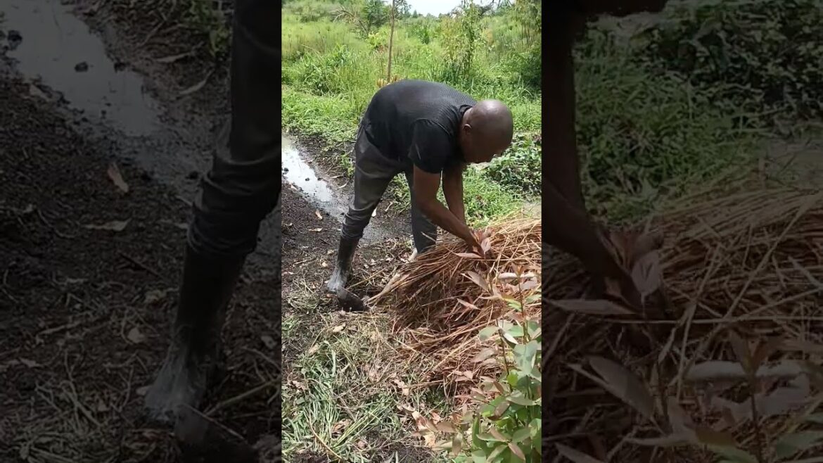 how we plant pointed gourd & eggplant|organic agricultural vegetable gardening tips🍆 #viral
