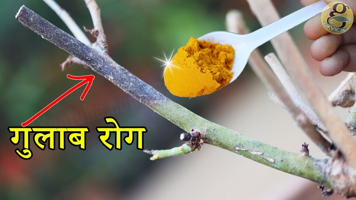 रोज डाइबैक रोग कारण और घरेलू उपचार | Rose Disease | Home Gardening Tips in Hindi