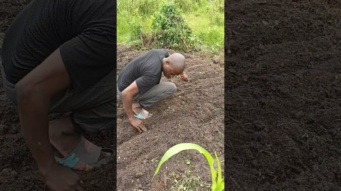 how we plant carrots|backyard homestead organic vegetable gardening tips🥕#viral
