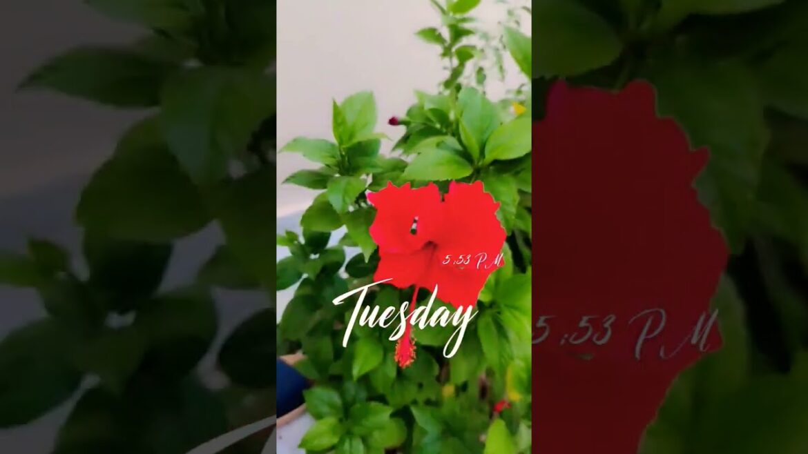 Gudhal Flower and Plant Guide: Growing Tips, Care, and Beautiful Blooms 🌺 #plants #viral #trending Gudhal Flower and Plant Guide: Growing Tips, Care, and Beautiful Blooms 🌺 #plants #viral #trending