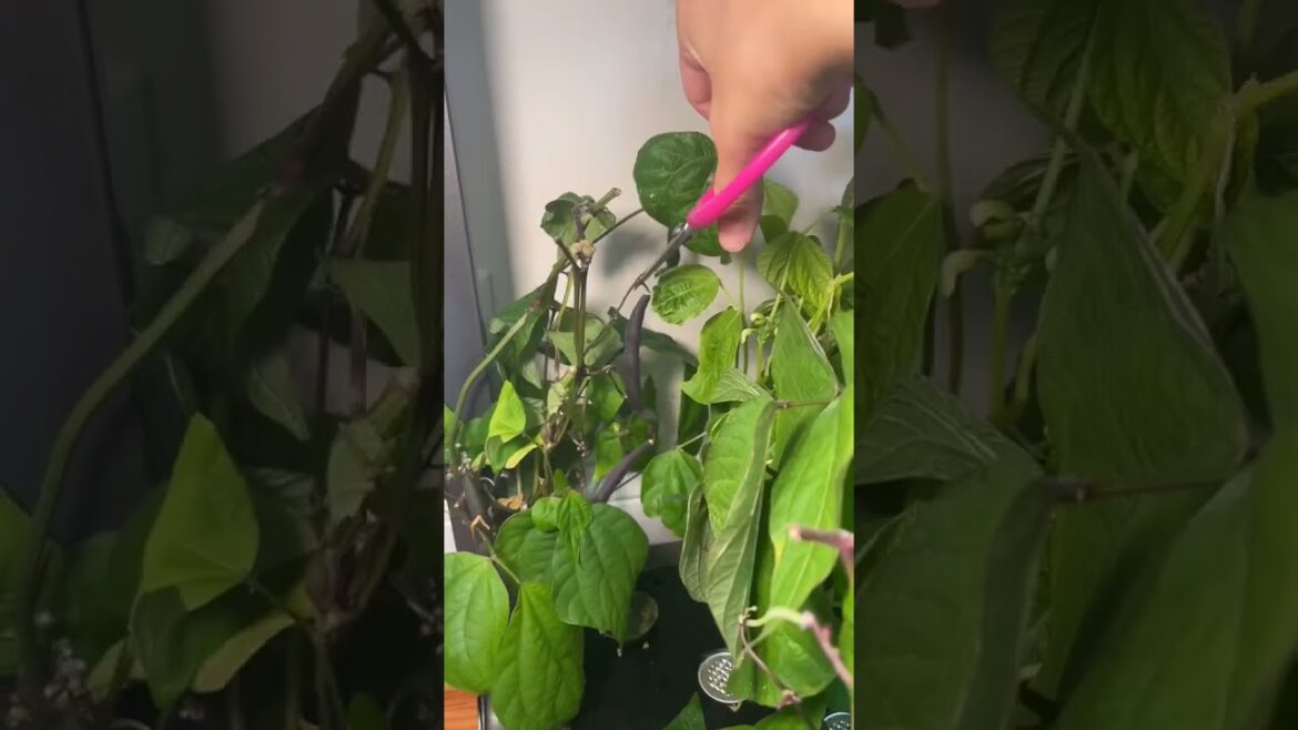 home and garden design | best indoor and outdoor plants #shortvideo #viral #gardening home and garden design | best indoor and outdoor plants #shortvideo #viral #gardening