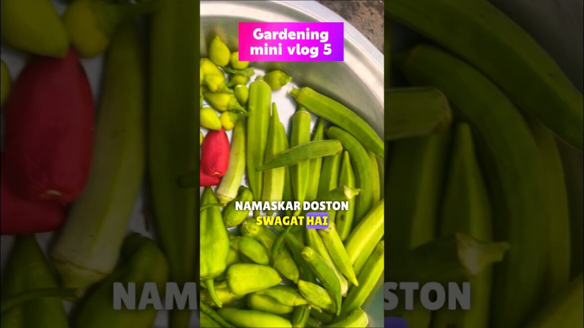 Vegetables Harvesting:Tips and Techniques 🪴🧑🏼‍🌾 #garden