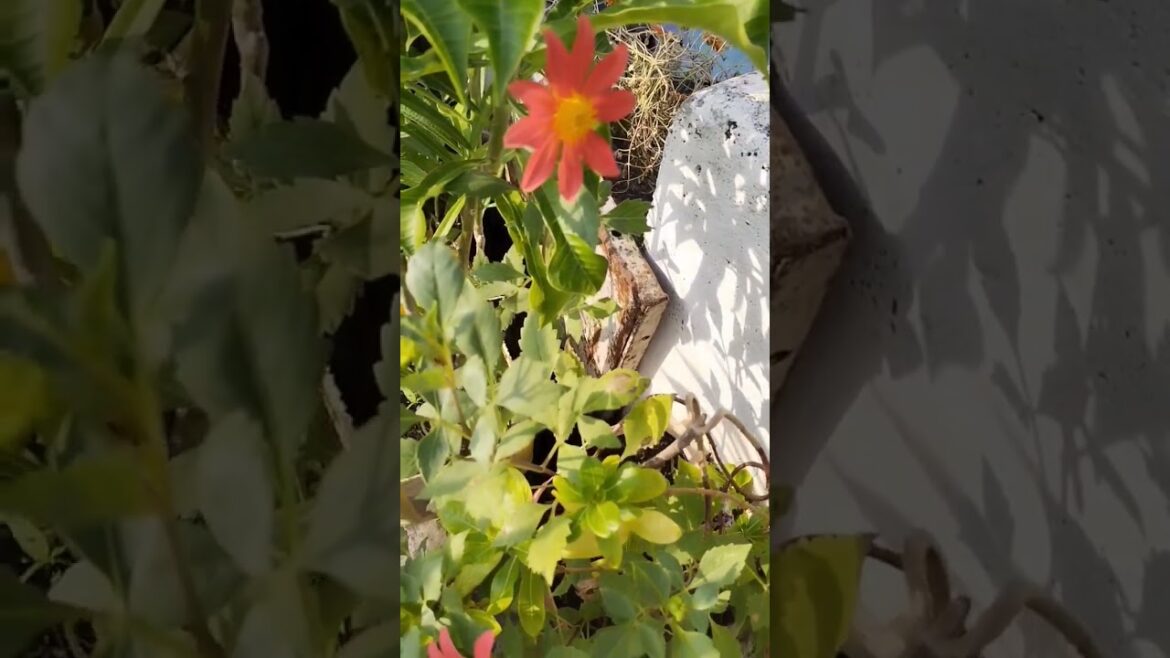 winter flower blooming start