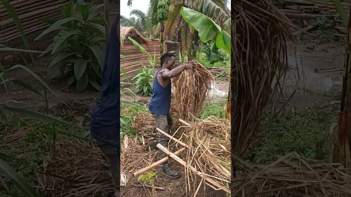 how we plant tomatoes in a nursery bed|organic agricultural vegetable gardening tips🍅#viral how we plant tomatoes in a nursery bed|organic agricultural vegetable gardening tips🍅#viral