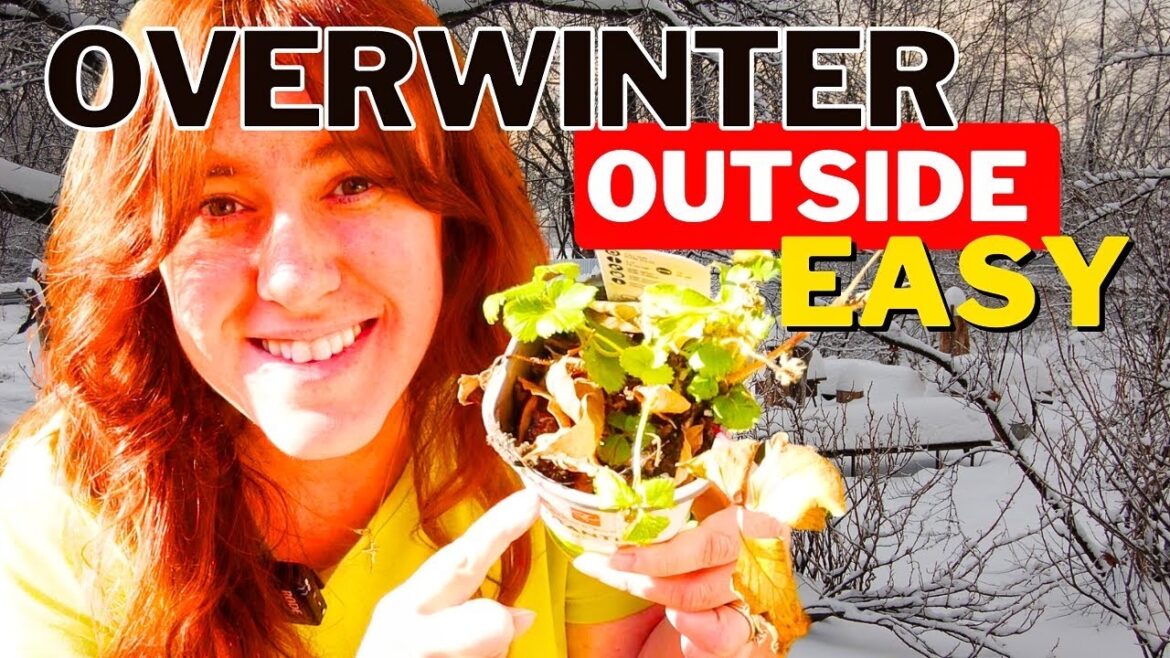 Overwintering Perennials Containers Outdoors 🪴 Overwintering Perennials Containers Outdoors 🪴