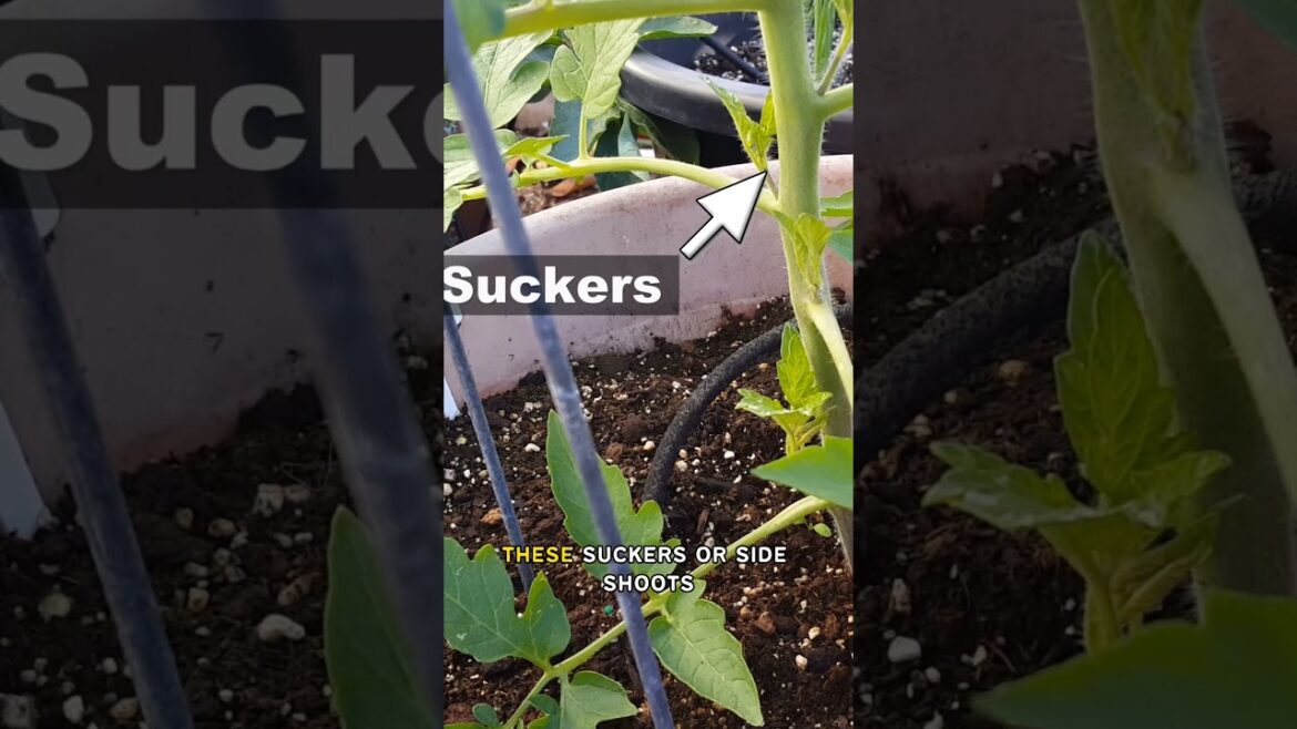 Unlocking Tomato Bounty: Pruning Tips in 30 Seconds | Shorts #gardening #containergardening #garden