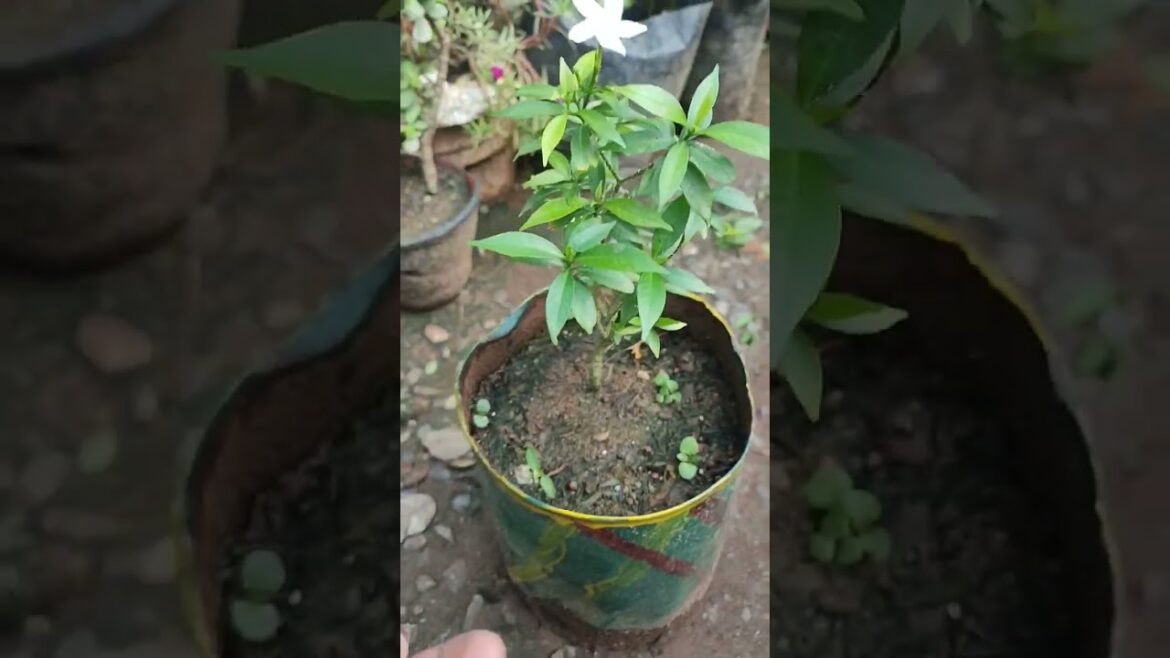 jasmine ! Chandni ke phool #gardenflowers #garden