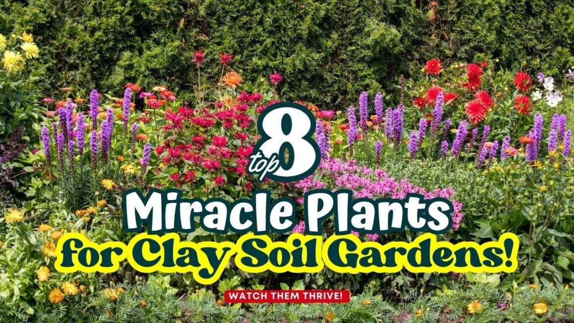 Top 8 Miracle Plants for Clay Soil Gardens! Watch Them Thrive! π±πΊπΏ Top 8 Miracle Plants for Clay Soil Gardens! Watch Them Thrive! π±πΊπΏ