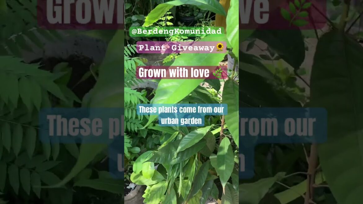 #plant #giveaway #free #edible #plants and #trees given to help #underserved #communities #plant #giveaway #free #edible #plants and #trees given to help #underserved #communities