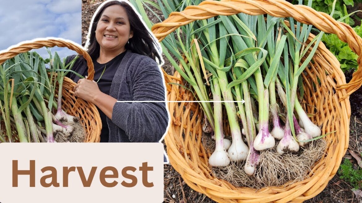 Garlic Harvest [Harvest Garlic Gardening Tips]
