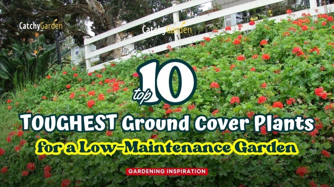 10 TOUGHEST Ground Cover Plants for a Low-Maintenance Garden 🌸🌹🍃