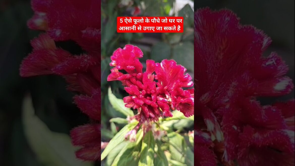 5 Easy Growing Flower 🌹🌺 plans| #gardening #shortvideo #viral #video #shorts #shortsfeed #trending