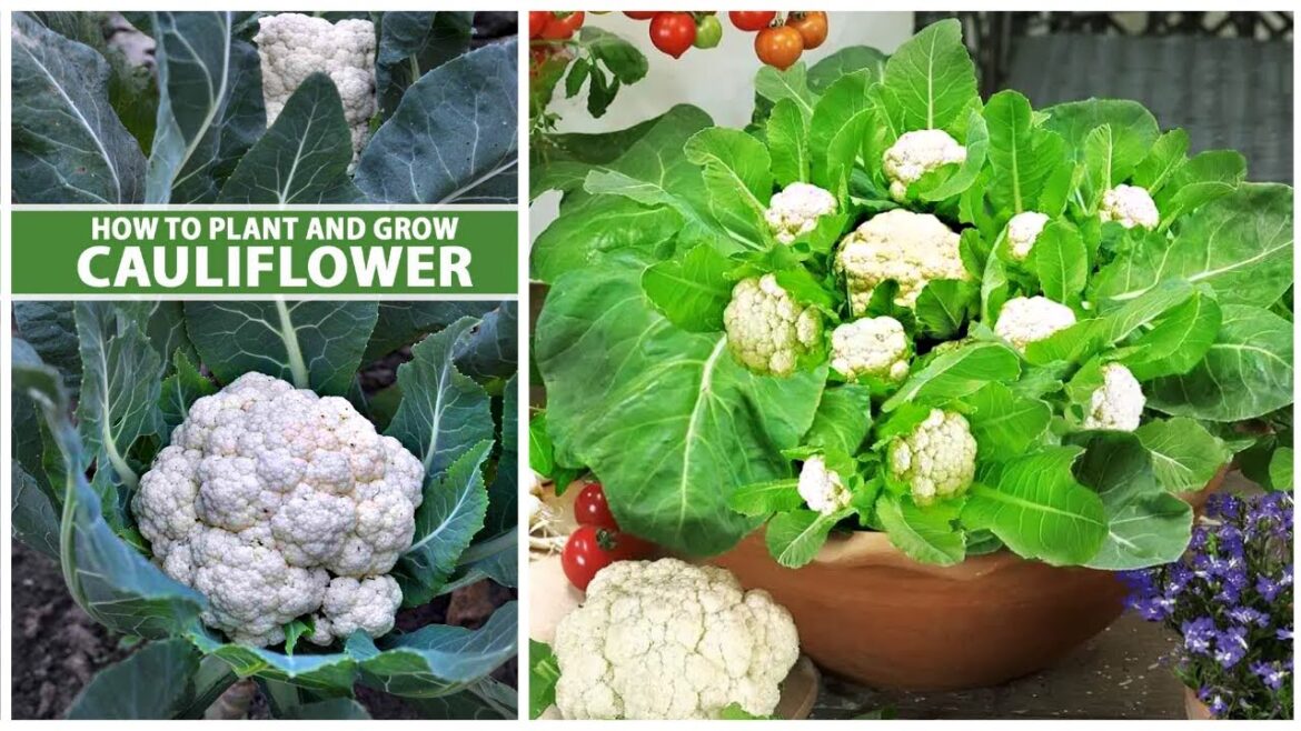 How To Grow Cauliflower At Home In Winter Season (WITH FULL UPDATES) How To Grow Cauliflower At Home In Winter Season (WITH FULL UPDATES)