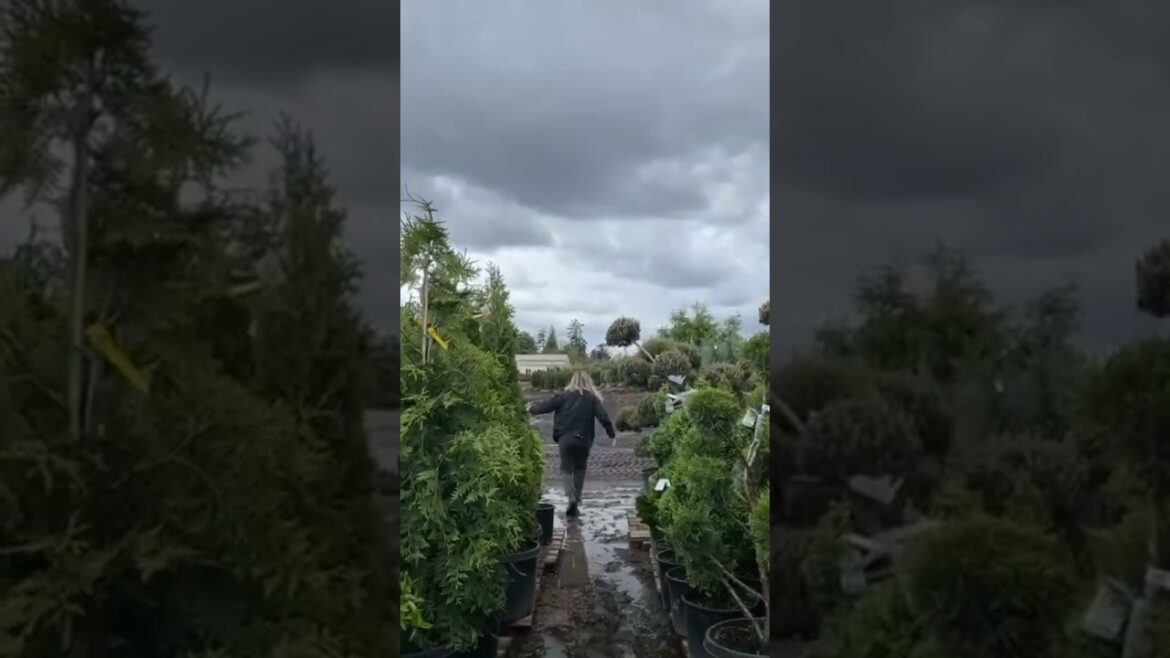 Exploring the Local Nursery for Landscape Inspiration | #Landscaping #TreeShoping #BigRock Exploring the Local Nursery for Landscape Inspiration | #Landscaping #TreeShoping #BigRock