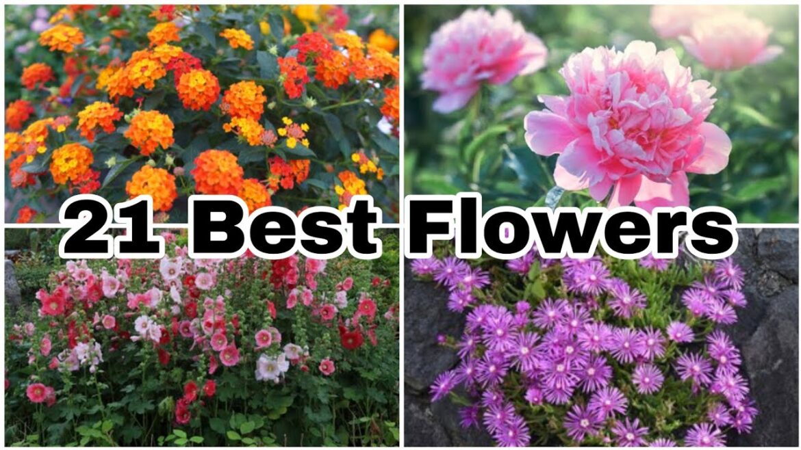 21 Best Flowers for Your Garden 21 Best Flowers for Your Garden