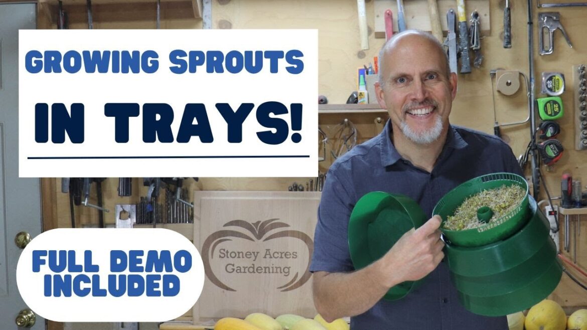 Growing Sprouts in Trays – Includes a Full Demo of Beans and Lentil Sprouts Growing Sprouts in Trays - Includes a Full Demo of Beans and Lentil Sprouts