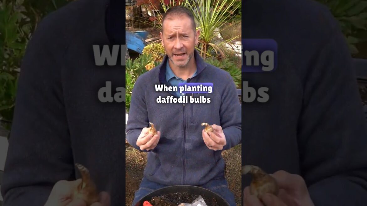 ✨️ If You're Planting Daffodils for the First Time.. #shorts #gardening #edenbrothers