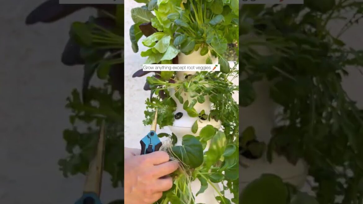 Hydroponic Gardening: 4 Key Benefits Explained