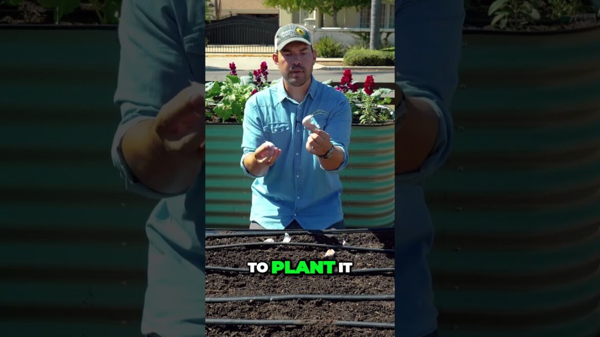 Proper Garlic Planting Tips for Bigger Bulbs and Healthy Growth #garden Proper Garlic Planting Tips for Bigger Bulbs and Healthy Growth #garden