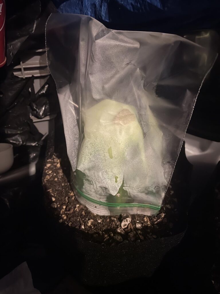 First grafts