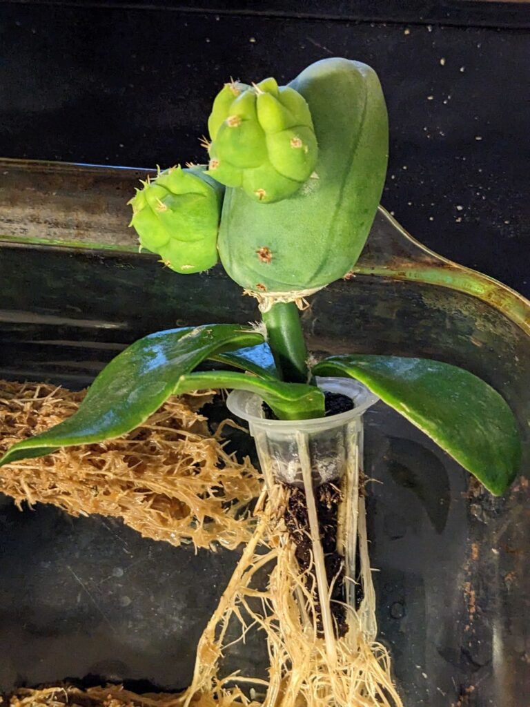 TBM short penis impale on pereskiopsis