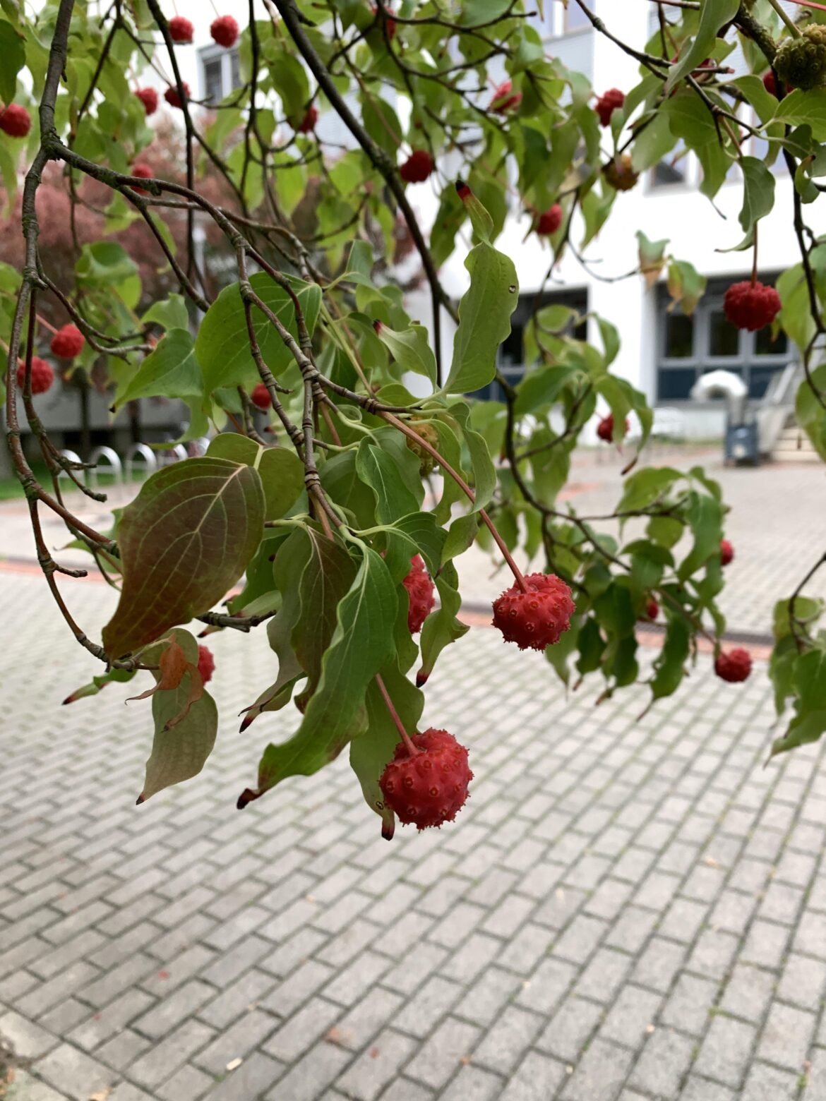 what is this?