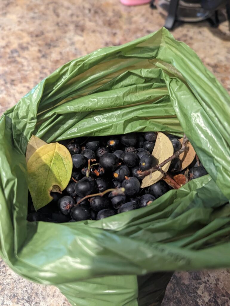 Berry ID