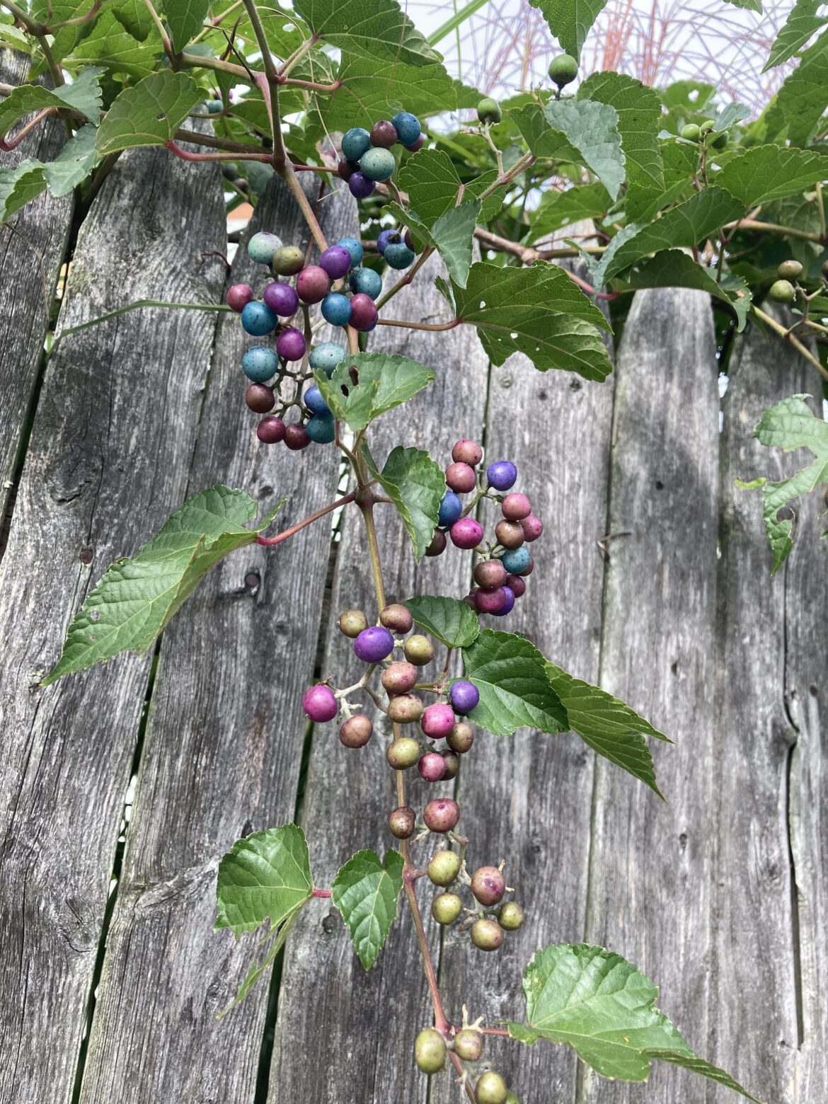 What beautiful berries are these?