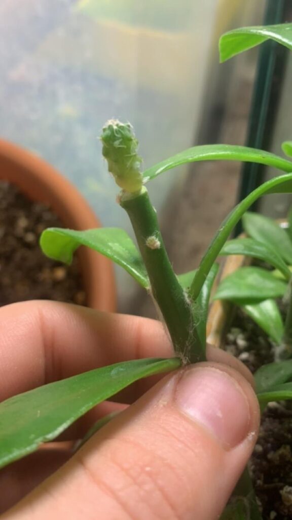 Got my first graft to hold