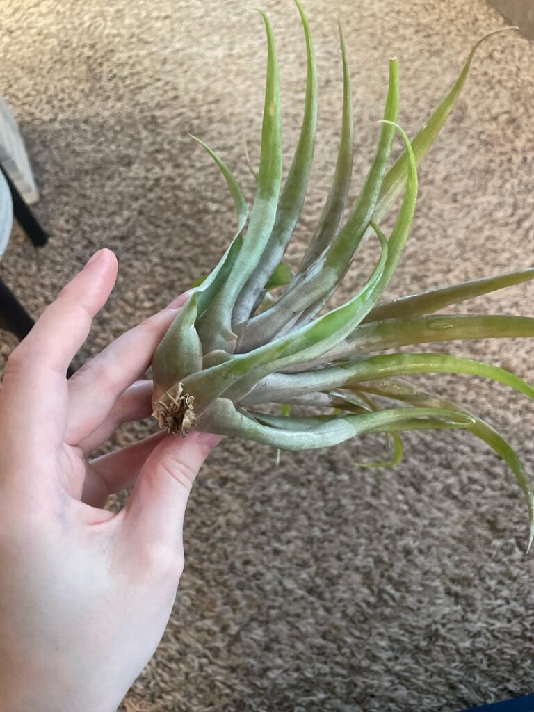 Why do some airplants’ outer leaves curl in like this?