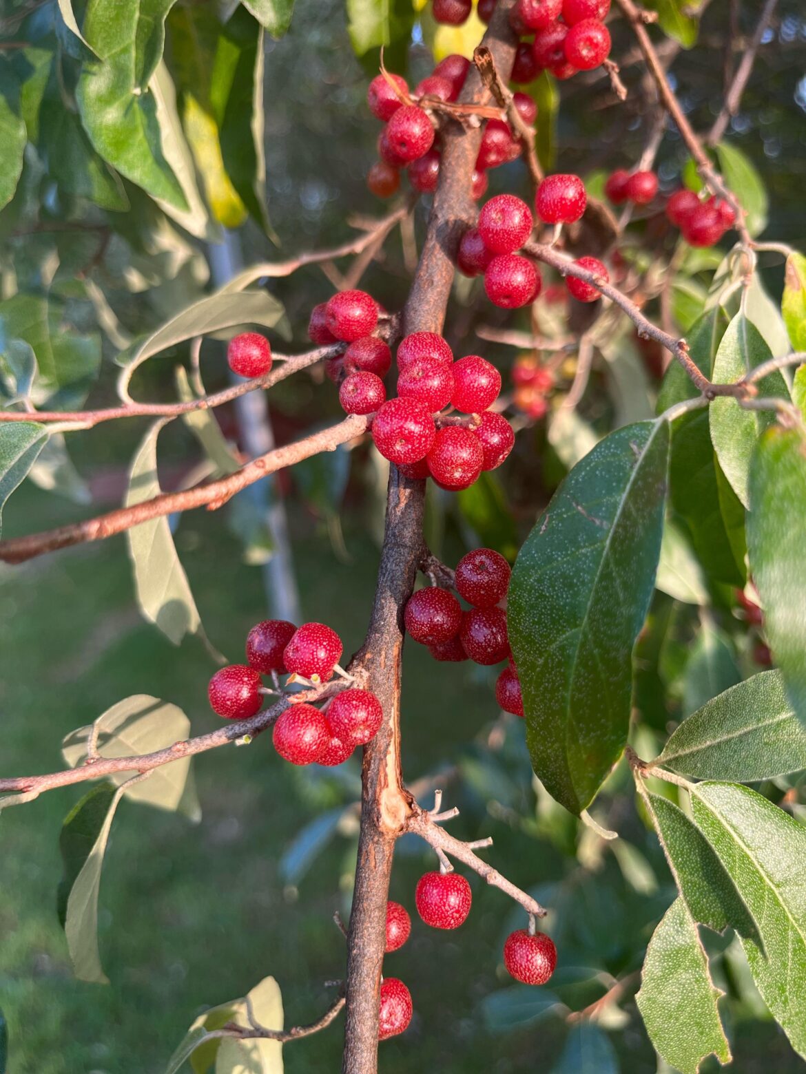 Are these edible?