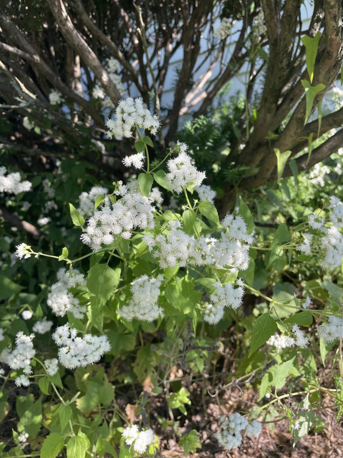 White snakeroot — kill or leave?