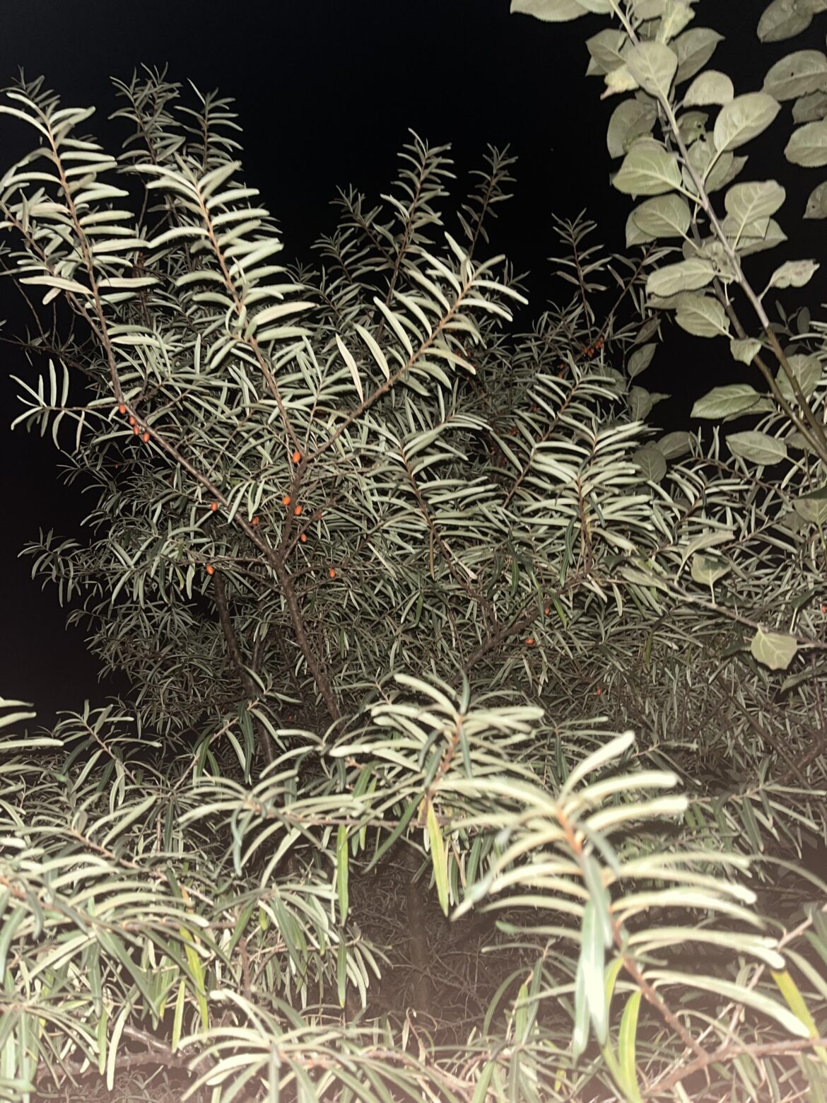 Berry ID help (read description)