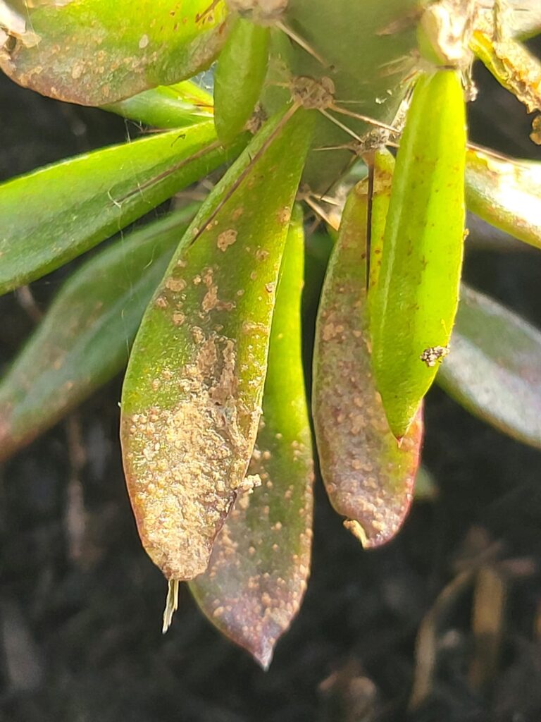 Help with pereskiopsis