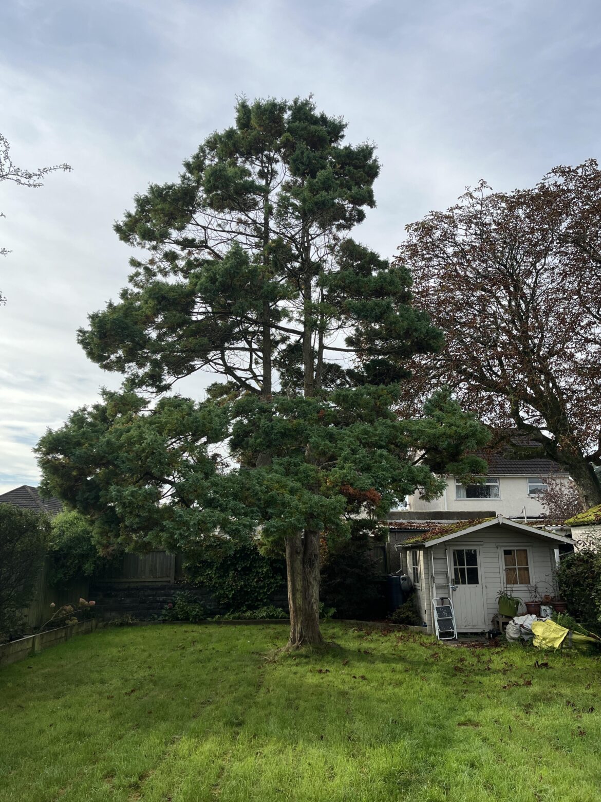 Prune or chop down this large tree? Advice needed Prune or chop down this large tree? Advice needed