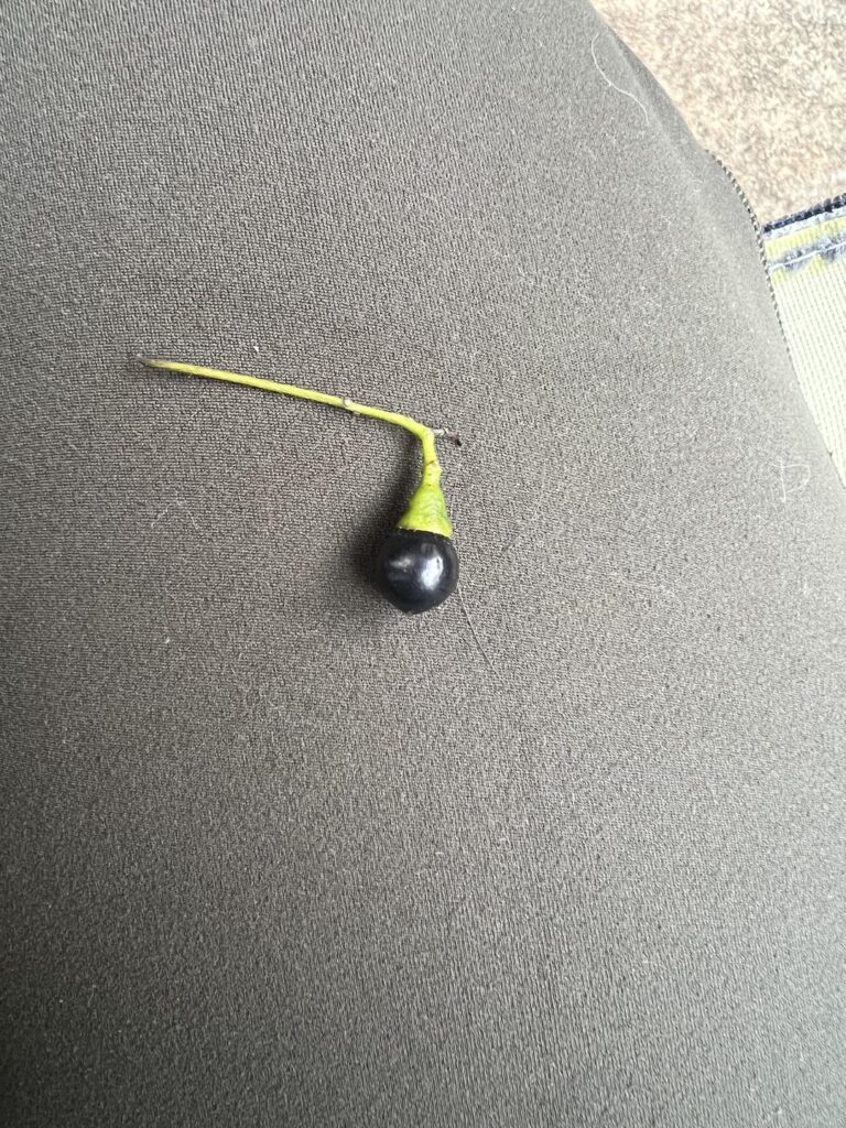 Berry ID