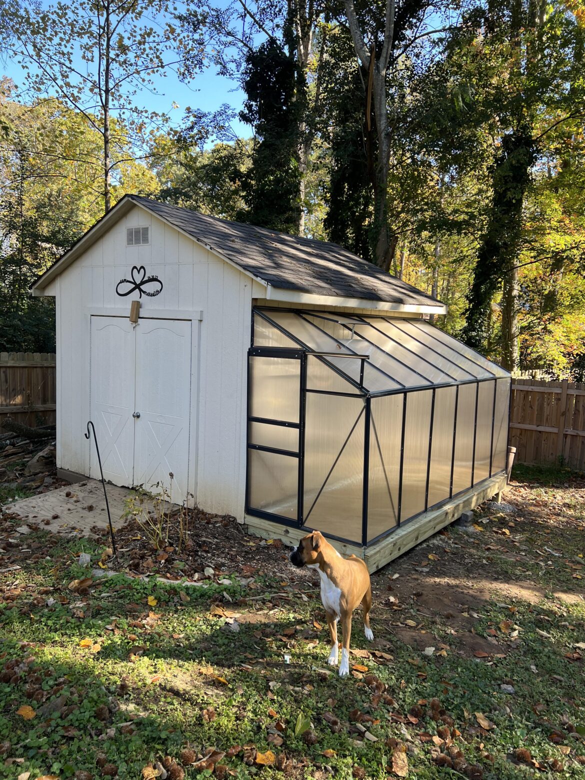 New greenhouse gal!