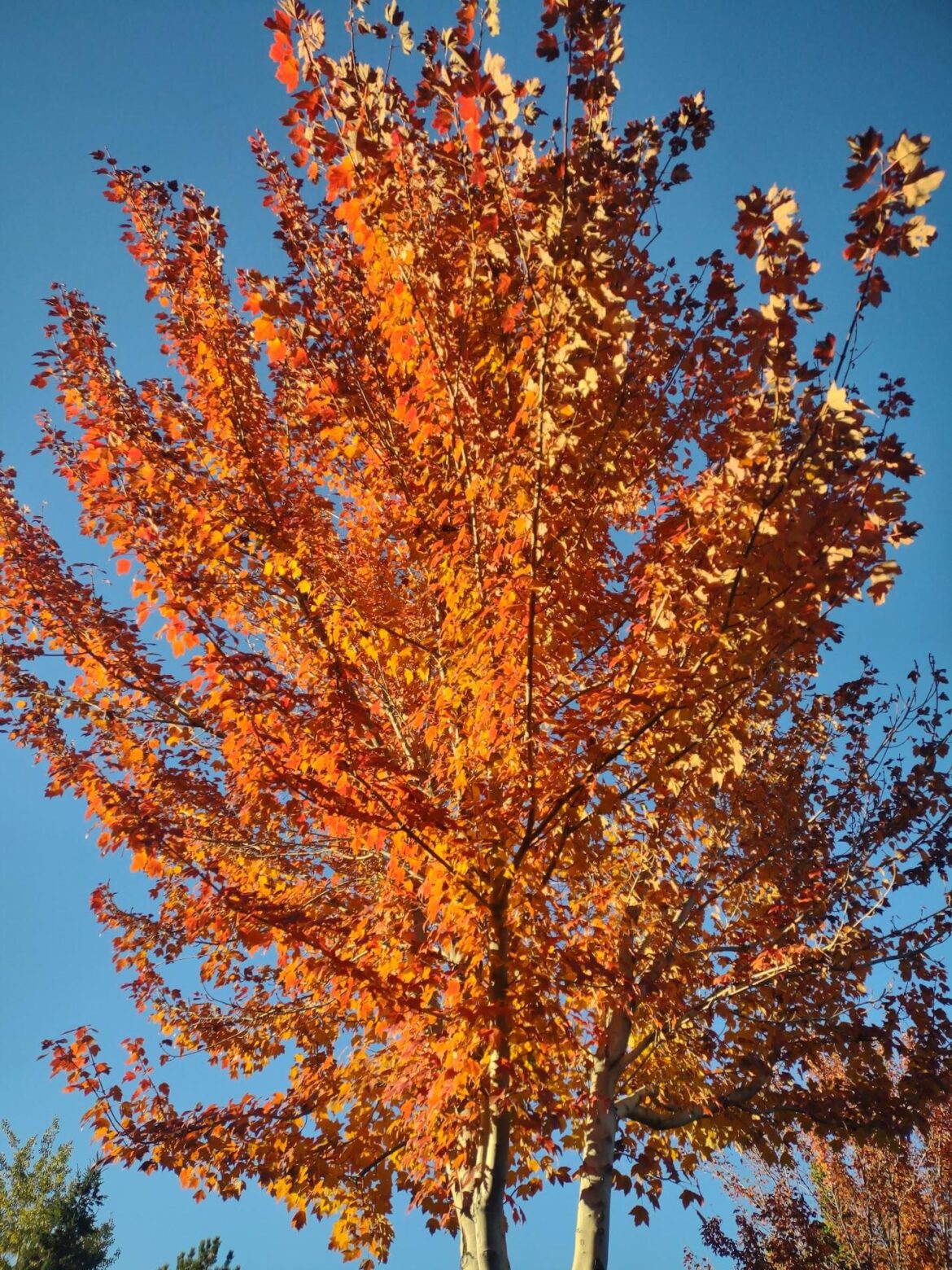 Do you mulch leaves back into your grass?