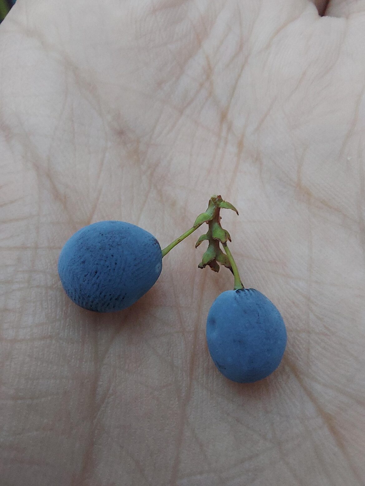 another berry I found on my walk to work