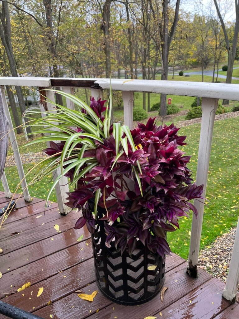 What is the best way to transport these to my school’s greenhouse for the winter?? What is the best way to transport these to my school’s greenhouse for the winter??
