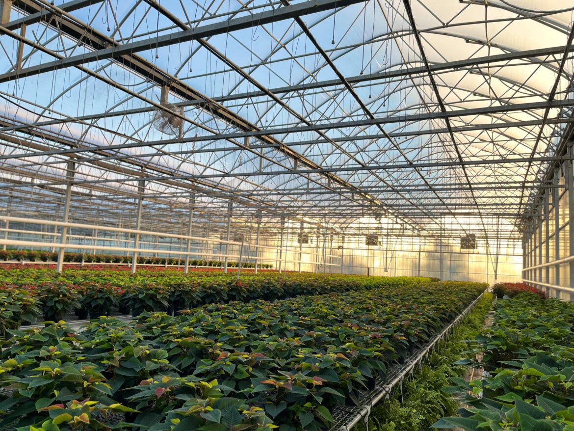 Sunrise over the poinsettias