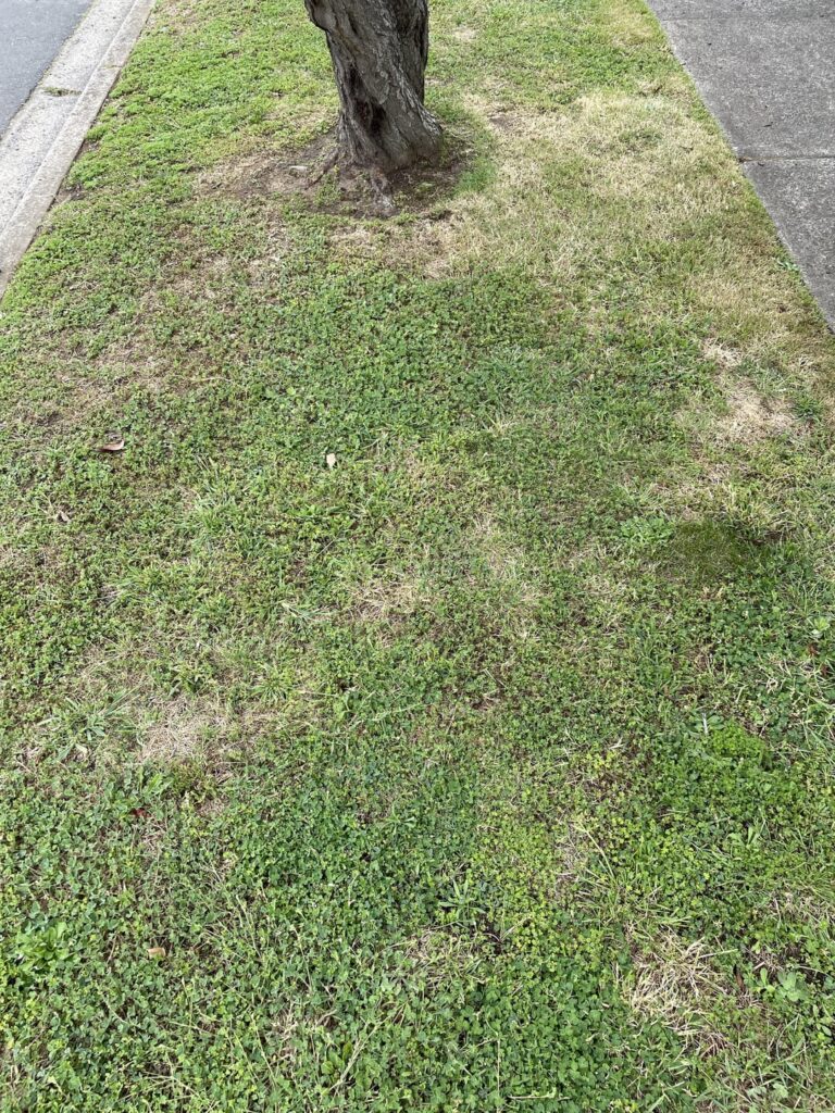 Nature strip lawn help Nature strip lawn help