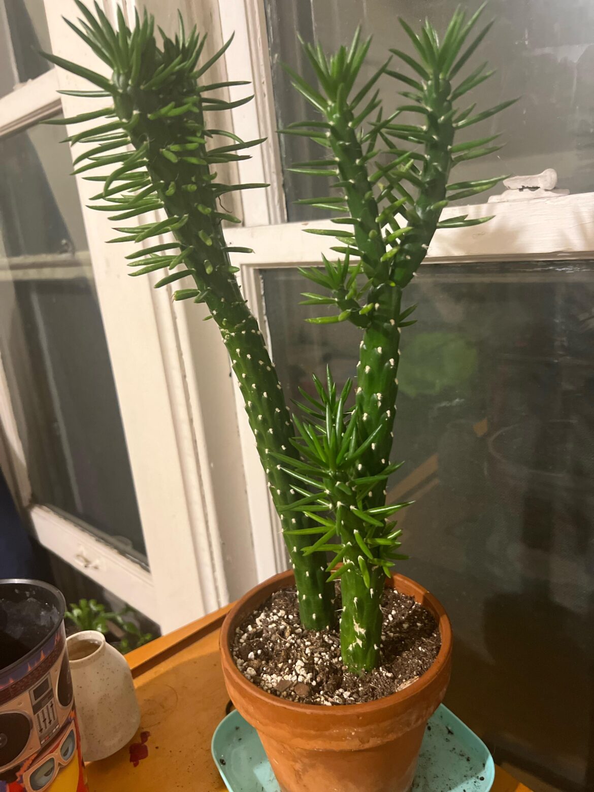 How to repot? How hard to graft tho boi?