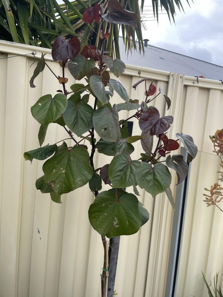 What’s wrong with my cottonwood hibiscus?
