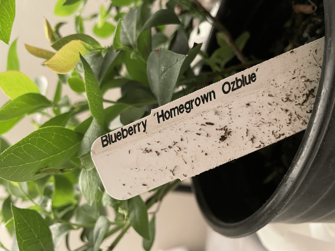Any blueberry nerds have any info on this variety? I can’t find much of anything on it. Curiosity got the better of me so i grabbed it as a crapshoot, no idea if it will even do well here.