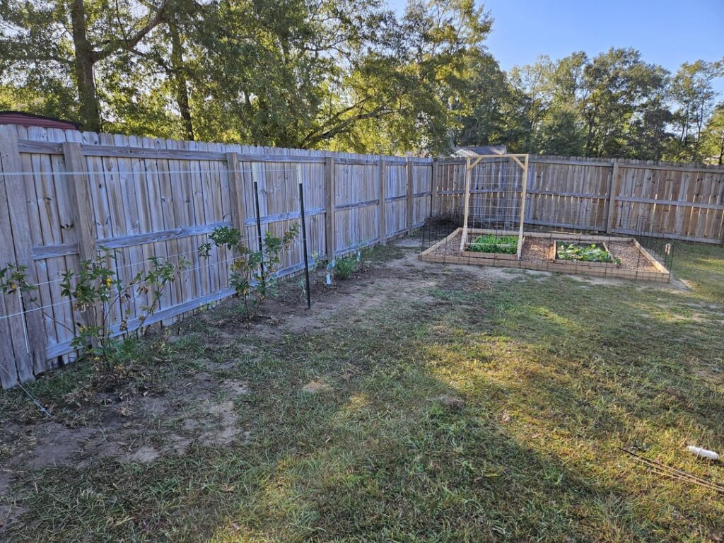 Beginner advice for muscadine, blackberry, and bleuberry Beginner advice for muscadine, blackberry, and bleuberry