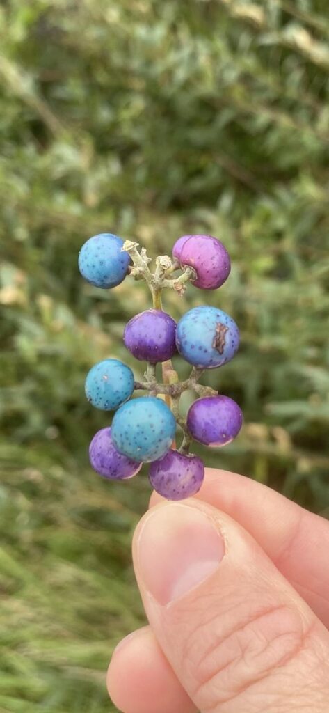 What the heck are these? The photos do no justice to how wild the colors were. They look alien or out of a cartoon. I’ve been in the woods and wilds of New England for many decades. I pay close attention to the flora and fauna and I’ve never seen anything like this.
