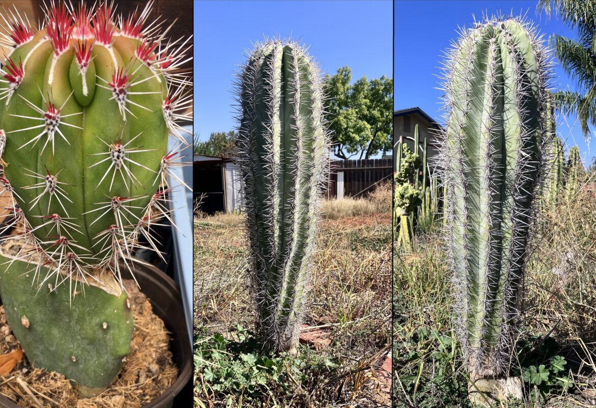 p. pringlei growing on this pad almost 5 years now
