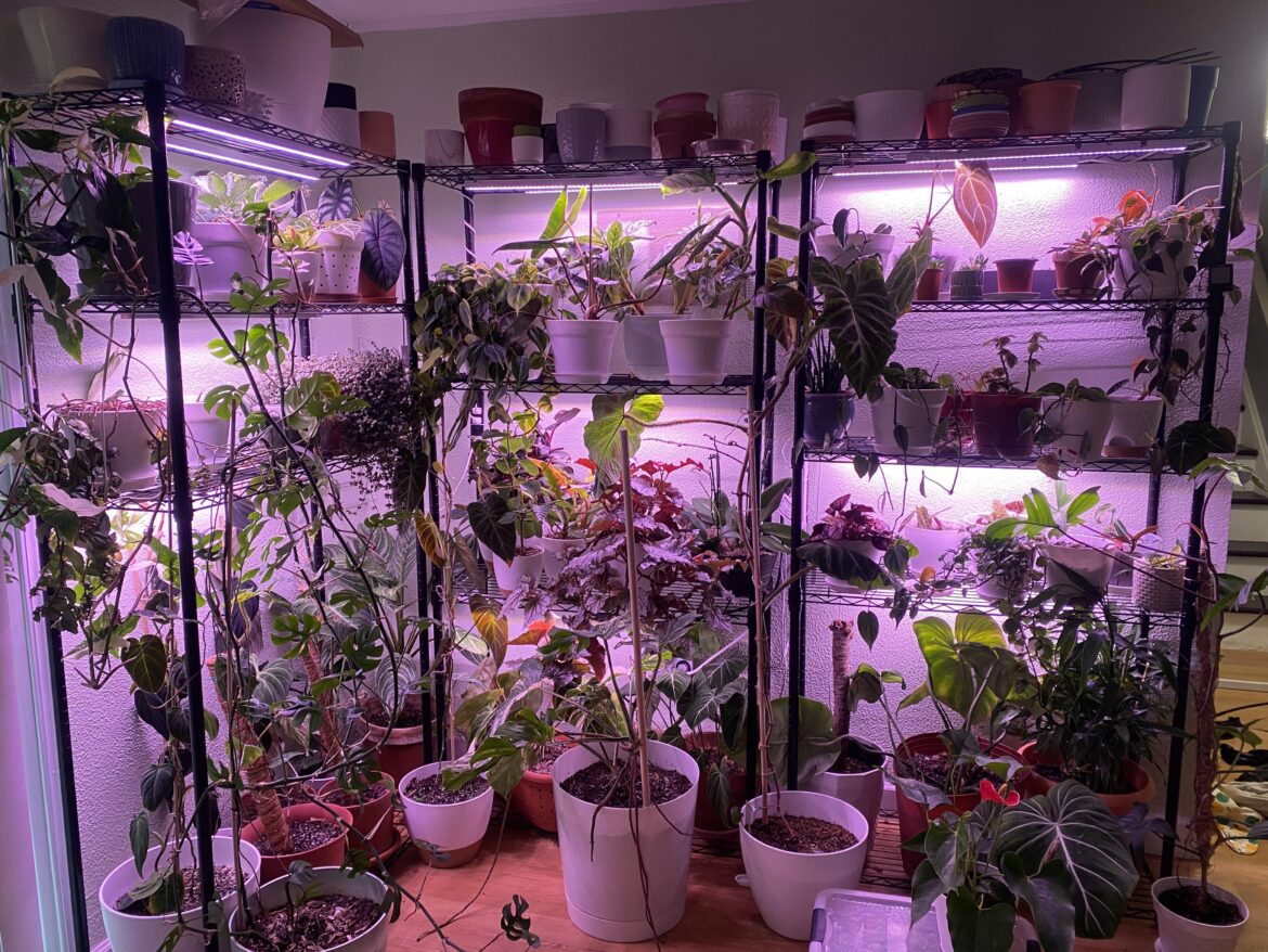 Zone 5… Chicago. Should I even bother? Zone 5… Chicago. Should I even bother?