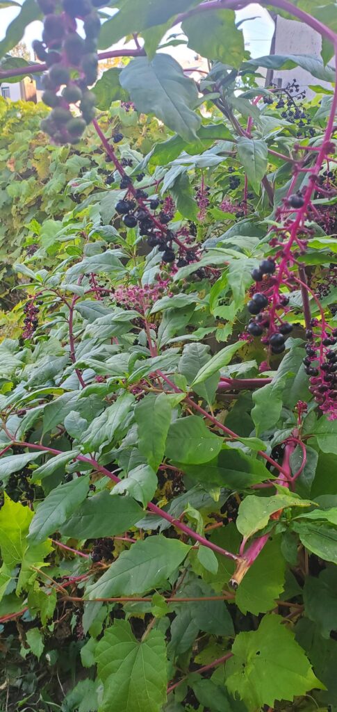 What are these? Are they edible